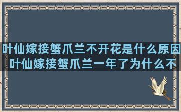 叶仙嫁接蟹爪兰不开花是什么原因 叶仙嫁接蟹爪兰一年了为什么不长